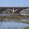 La invasión del camalote vuelve a desbordar el Guadiana