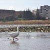 La invasión del camalote vuelve a desbordar el Guadiana