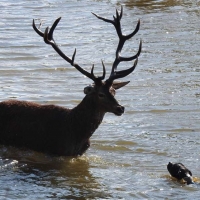 Publicados los adjudicatarios y oferta de caza 2018/19