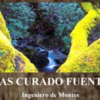 ‘Árboles singurales de Extremadura’, una conferencia en Mérida