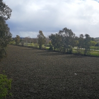 El camalote vuelve a inundar el río Guadiana a su paso por Mérida