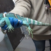 La Guardia Civil desmantela una organización criminal dedicada al tráfico ilegal de reptiles