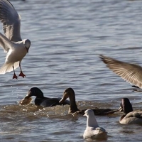 El Ayuntamiento invita a los extremeños a conocer la flora y fauna de Badajoz