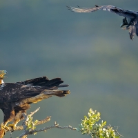 Las cámaras de ‘Le Jardin’ belga enfocan a Extremadura