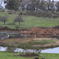 Las cigüeñas disfrutan de mejores condiciones en Malpartida de Cáceres