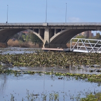 La invasión del camalote vuelve a desbordar el Guadiana