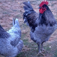 La gallina extremeña azul, protagonista en Don Benito