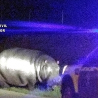 La Guardia Civil intercepta a un hipopótamo en medio del campo extremeño