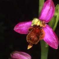 La orquídea almaracensis está en la Feria Doñana Birdfair