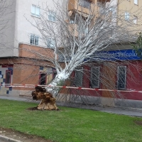 El viento derriba árboles abandonados en Badajoz