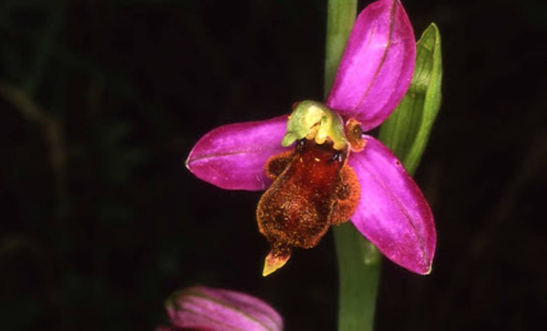 La orquídea almaracensis está en la Feria Doñana Birdfair