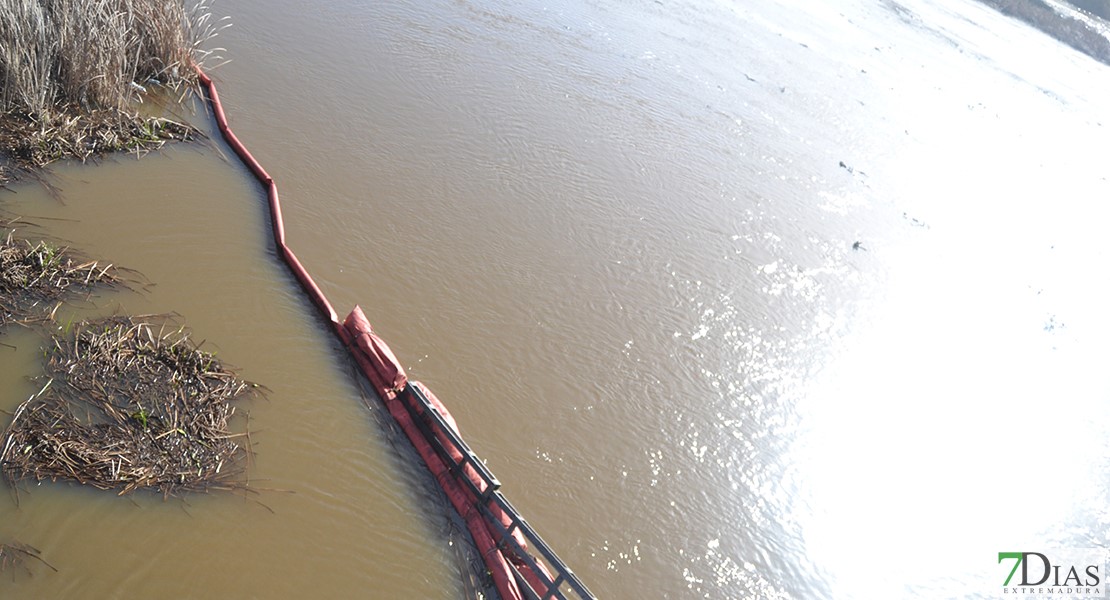 La invasión del camalote vuelve a desbordar el Guadiana