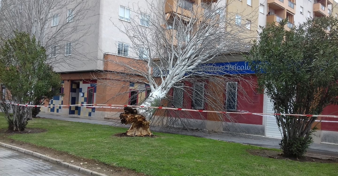 El viento derriba árboles abandonados en Badajoz