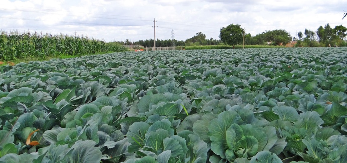 La Junta abre una línea de ayudas para proteger los vegetales