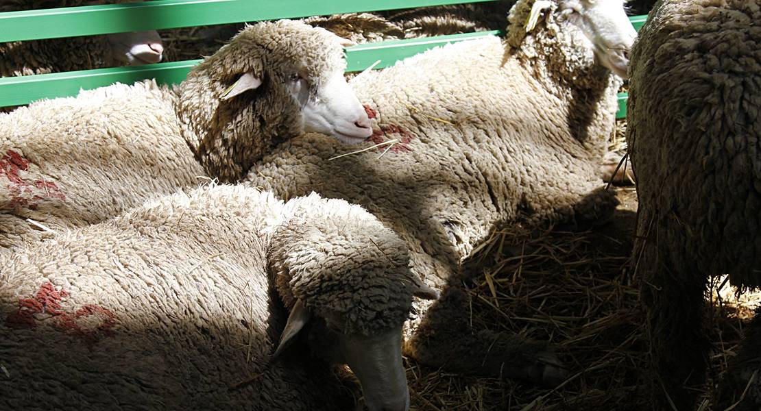 La Feria de la Primavera obtiene 52.000 euros en las subastas