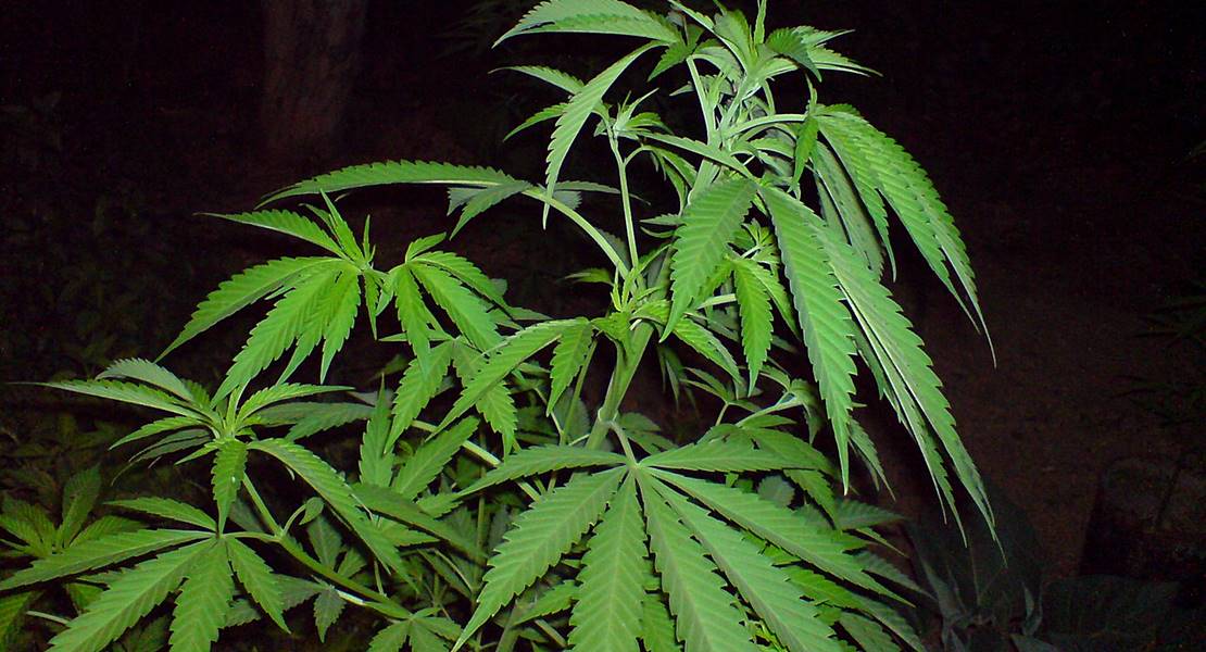 Una exposición sobre el cannabis pasará por Navalmoral de la Mata