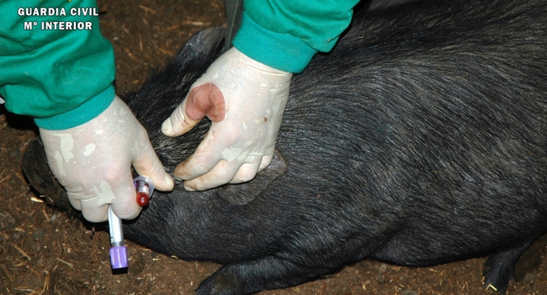 La Guardia Civil investiga la suelta intencionada de cerdos vietnamitas