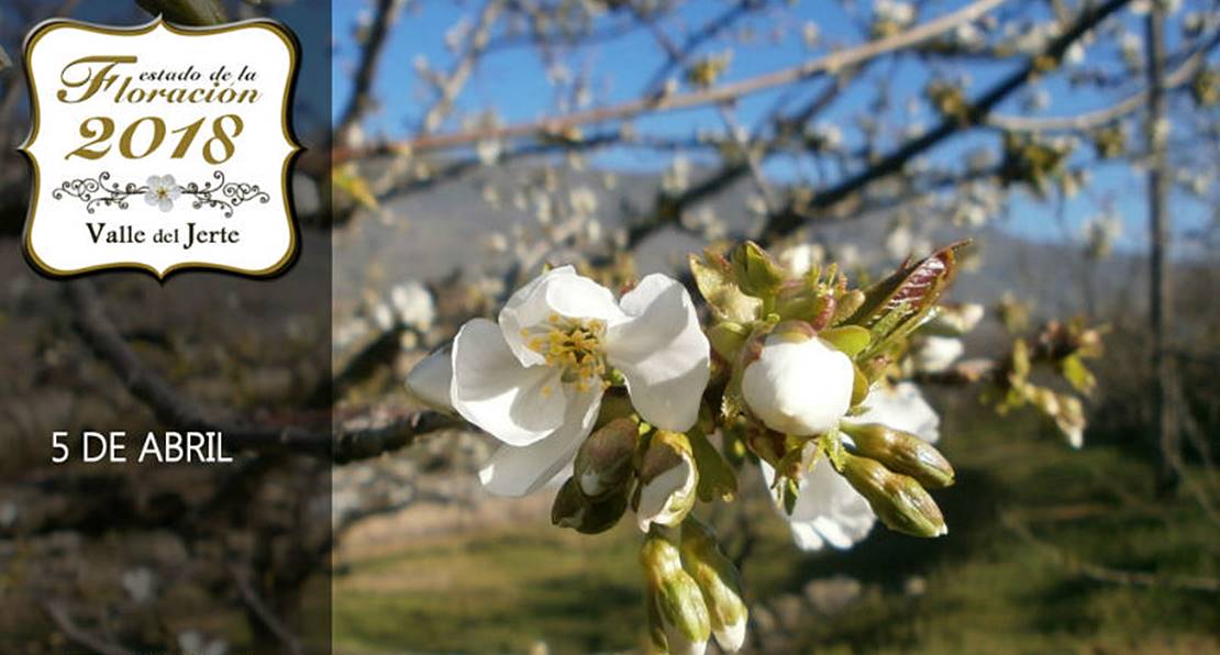 Teatro, senderismo, mercado y otras actividades para clausurar el Cerezo en Flor