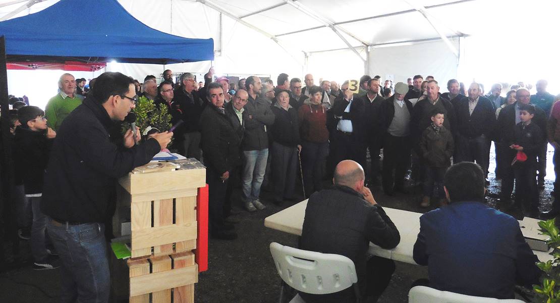 Diputación obtiene 5.900 euros con la subasta de ovinos en la Feria de La Zarza