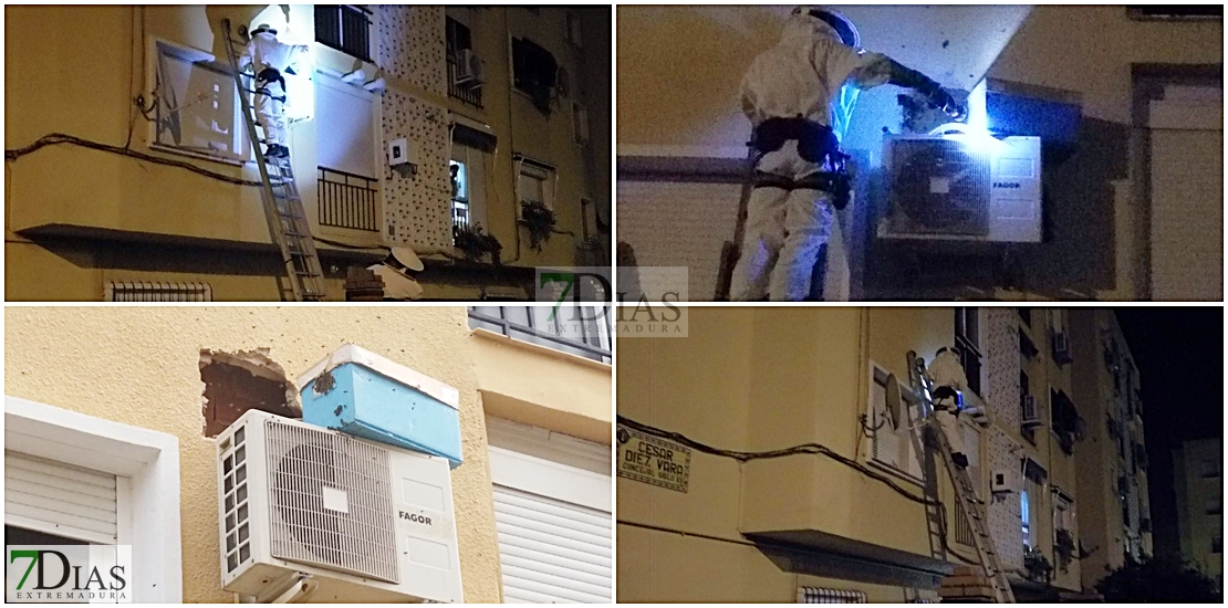 Vecinos y Bomberos en pie de guerra tras el volumen de enjambres aparecidos en Badajoz
