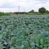 La Junta abre una línea de ayudas para proteger los vegetales