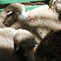 La Feria de la Primavera obtiene 52.000 euros en las subastas