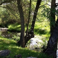 Fin de semana para disfrutar de naturaleza y aves en la Roca de la Sierra