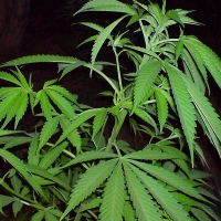 Una exposición sobre el cannabis pasará por Navalmoral de la Mata