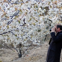 La floración de los cerezos del Jerte comenzará en pocos días