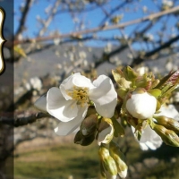 Teatro, senderismo, mercado y otras actividades para clausurar el Cerezo en Flor