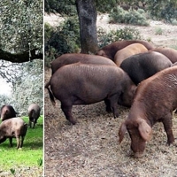 Nada cuadra en el jamón ibérico de bellota