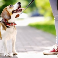 ¿Sabías que está prohibido que tu perro haga caca en la acera?