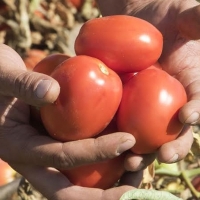 La Junta pide extender al tomate cacereño las ayudas por la sequía