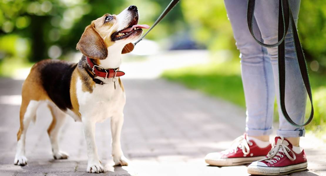 ¿Sabías que está prohibido que tu perro haga caca en la acera?