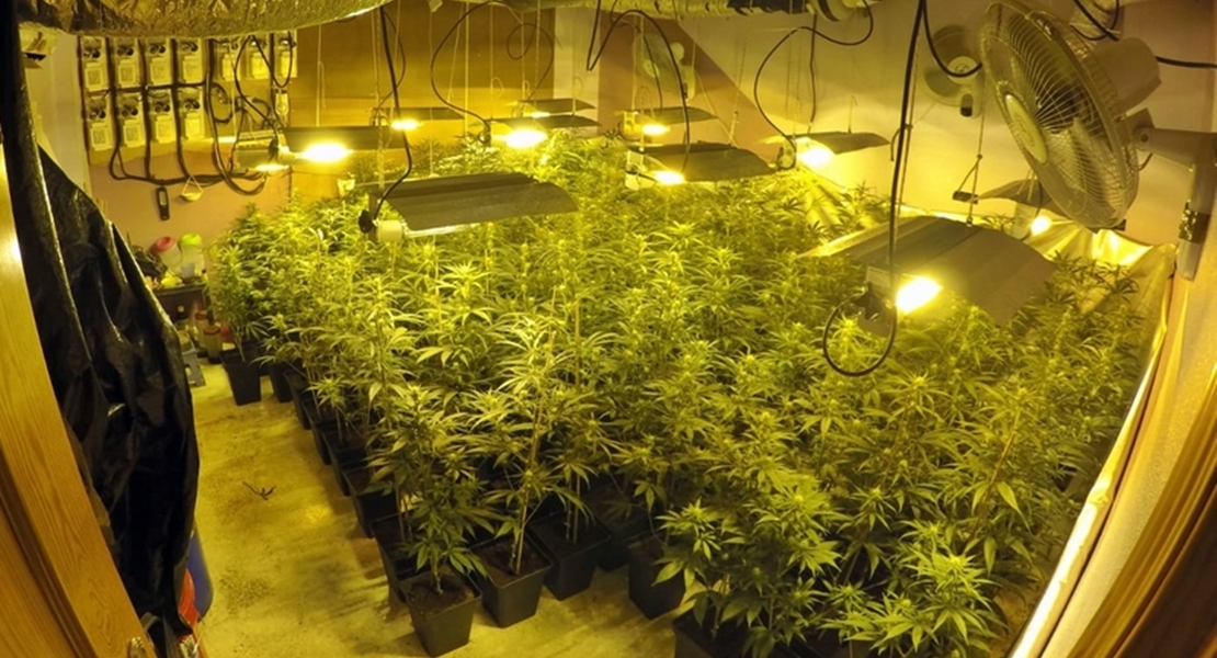 La Guardia Civil desmonta un invernadero con 150 plantas de marihuana