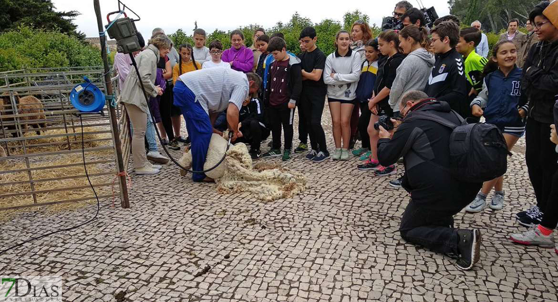 Día de esquileo en el Museo Arqueológico