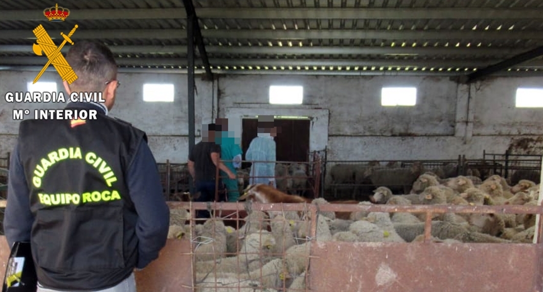 Deja morir de hambre a sus ovejas y denuncia que se las han robado