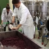 Premian a un vino hecho por estudiantes de la UEx