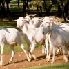 La cabra retinta extremeña ya es, oficialmente, raza autóctona