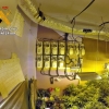 La Guardia Civil desmonta un invernadero con 150 plantas de marihuana