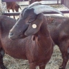 La cabra retinta extremeña ya es, oficialmente, raza autóctona