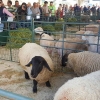 Valencia de Alcántara inaugura la I exposición ganadera en San Isidro