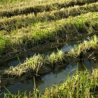 CCOO reclama una compensación para los agricultores afectados por las tormentas
