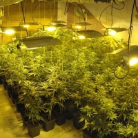 La Guardia Civil desmonta un invernadero con 150 plantas de marihuana