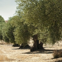 Dos millones de euros para el olivar
