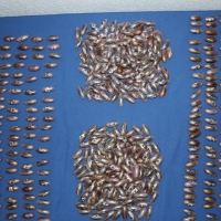 Detenidos cuatro hombres que portaban más de 7 kilos de hachís en sus organismos