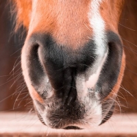 Navalmoral, escenario de las pruebas de mejora de la raza pura equina