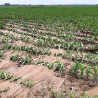 Las tormentas provocan inundaciones y dañan de nuevo cientos de hectáreas en Extremadura