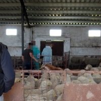 Deja morir de hambre a sus ovejas y denuncia que se las han robado