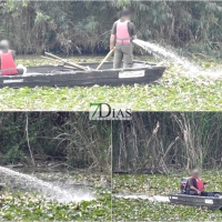 ¿Están utilizando glifosato en el Guadiana?